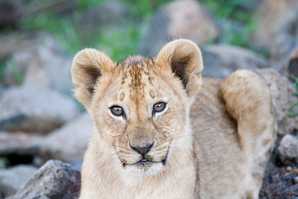 Up Close With Nature art print by Carol Walker for $57.95 CAD