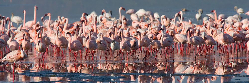 Flamingo Paradise art print by Carol Walker for $57.95 CAD