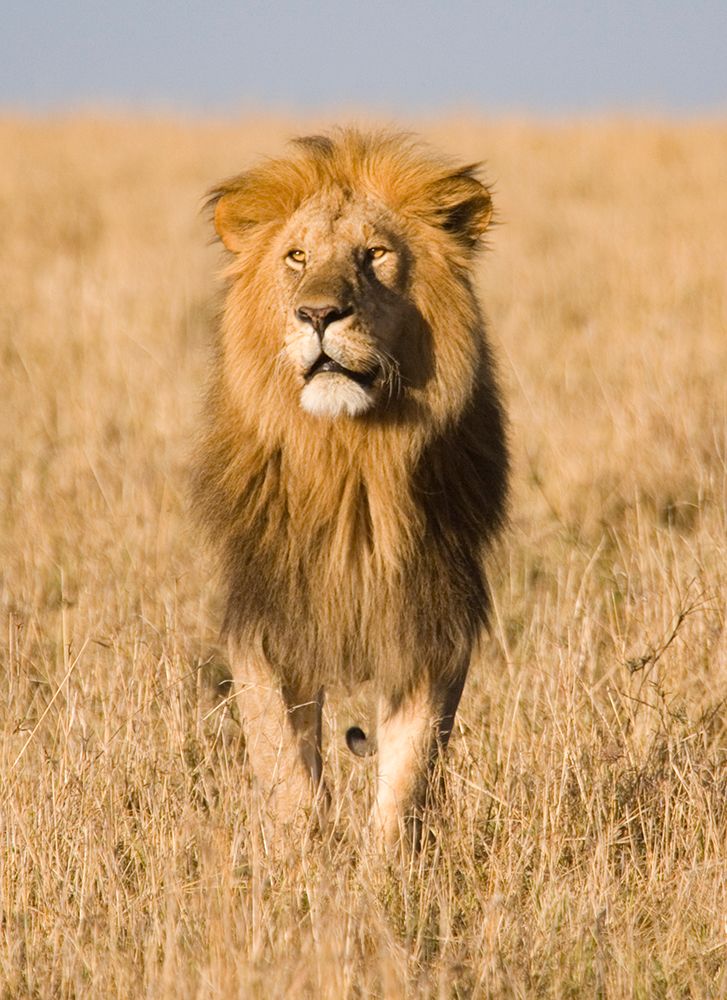 King of The Pride art print by Carol Walker for $57.95 CAD