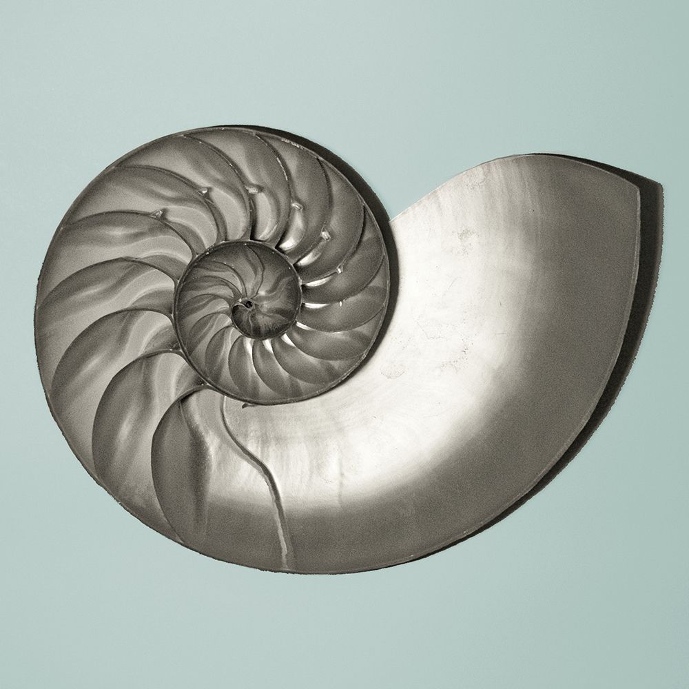 Noir Shell on Teal II art print by Jairo Rodriguez for $57.95 CAD