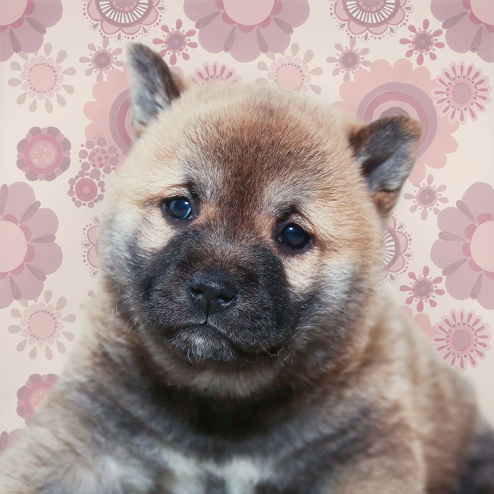 Shiba Inu Portrait art print by Andi Metz for $57.95 CAD