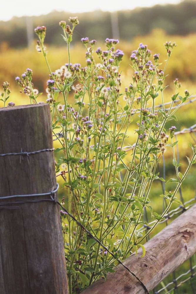 Flowers On The Fence I art print by Gail Peck for $57.95 CAD