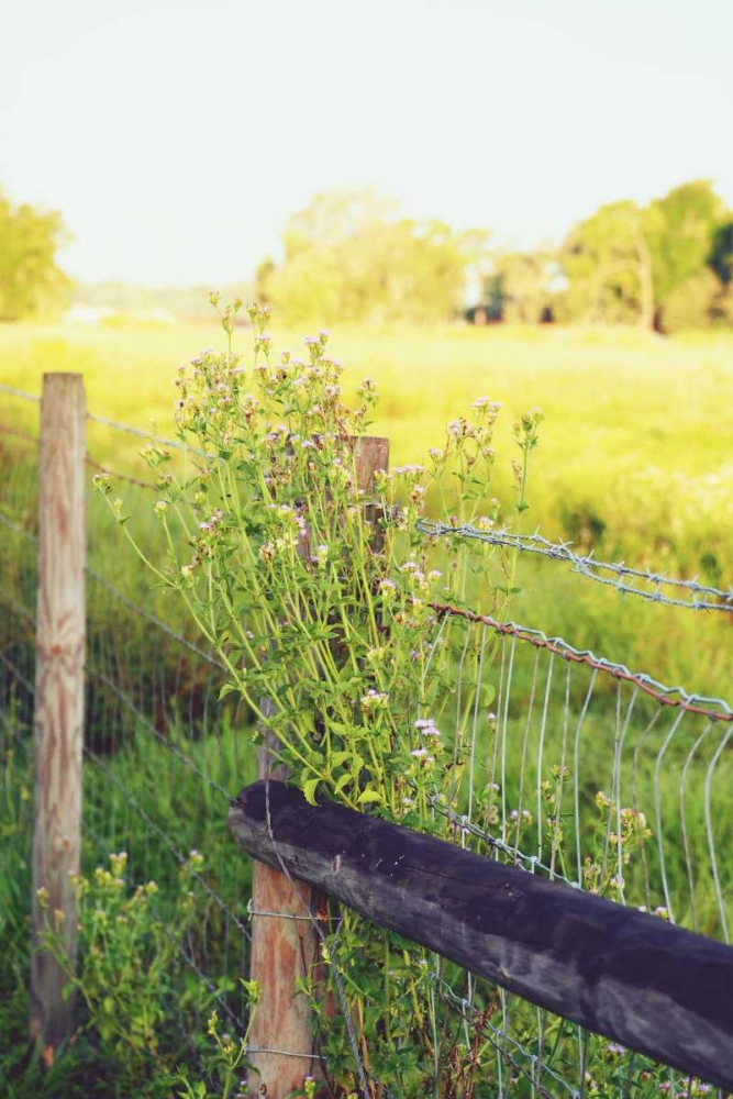 Flowers On The Fence II art print by Gail Peck for $57.95 CAD