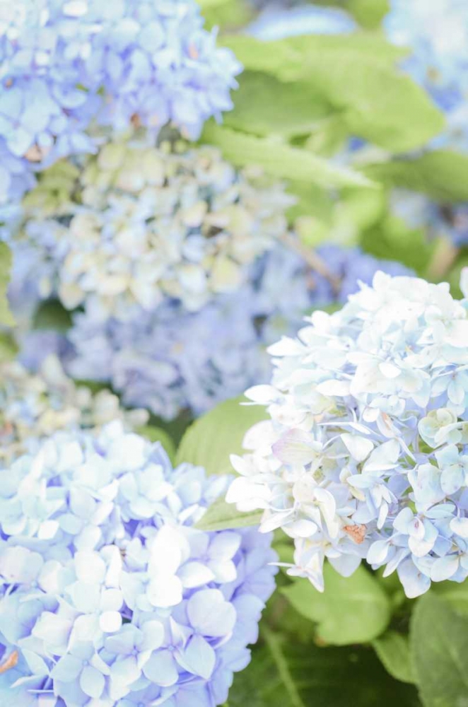 Blooms art print by Gail Peck for $57.95 CAD