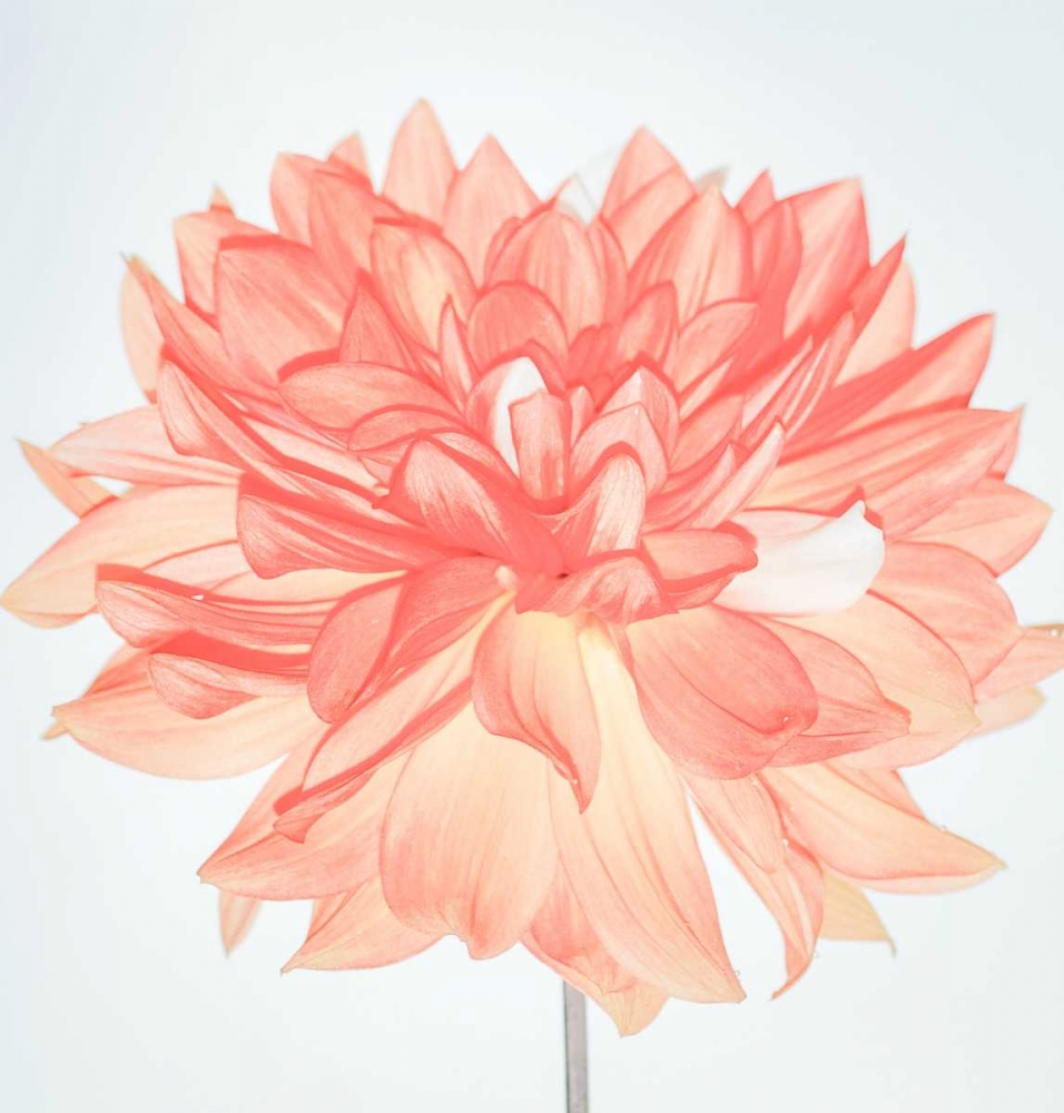 Pink Blooms art print by Gail Peck for $57.95 CAD