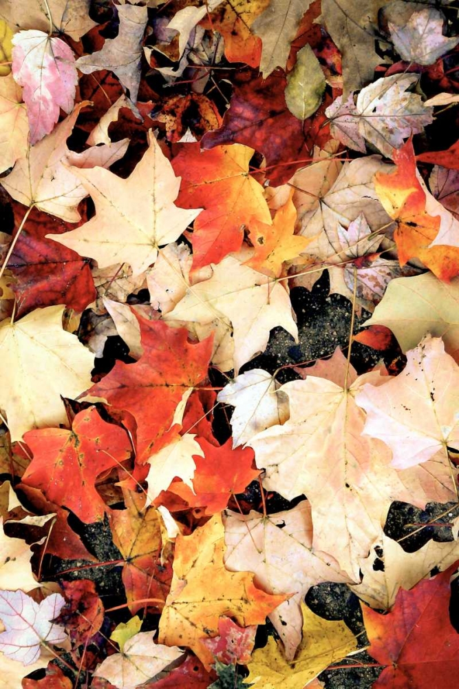 Autumn Falls art print by Gail Peck for $57.95 CAD