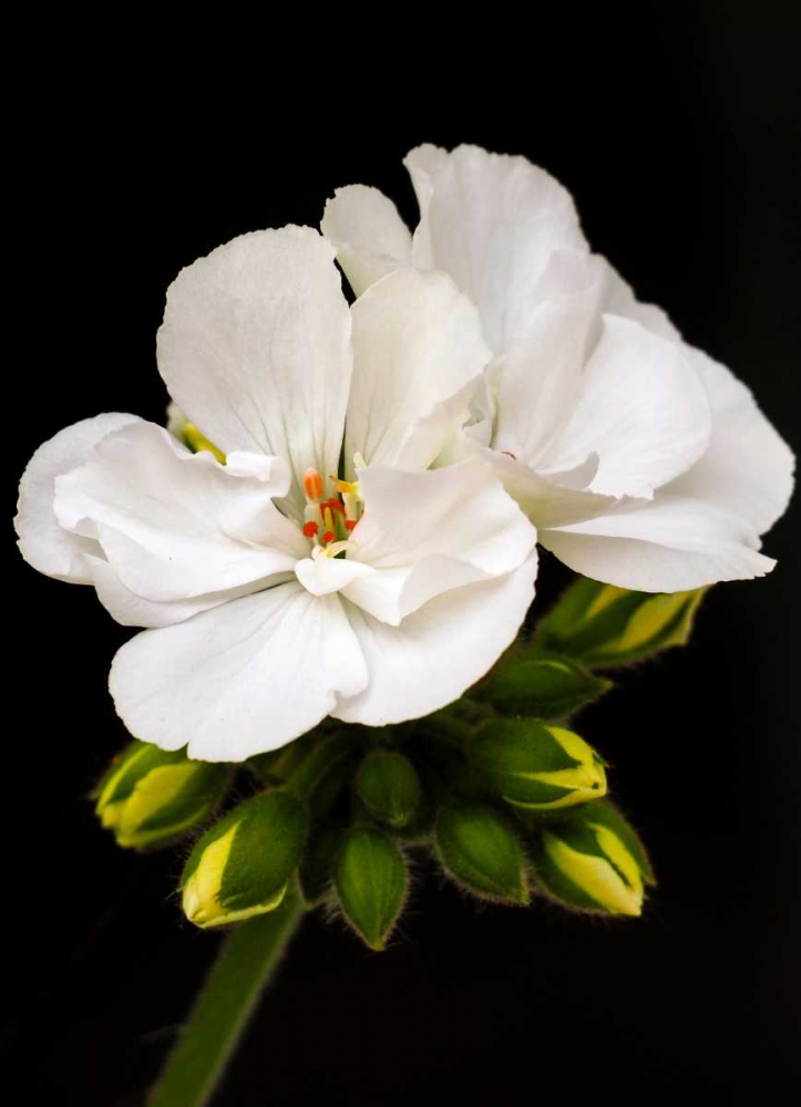 White Blooms art print by Gail Peck for $57.95 CAD