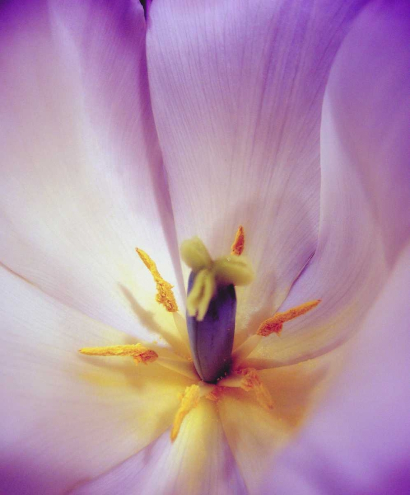 Radiant art print by Gail Peck for $57.95 CAD