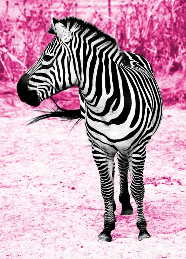 Zebra Set Free art print by Gail Peck for $57.95 CAD