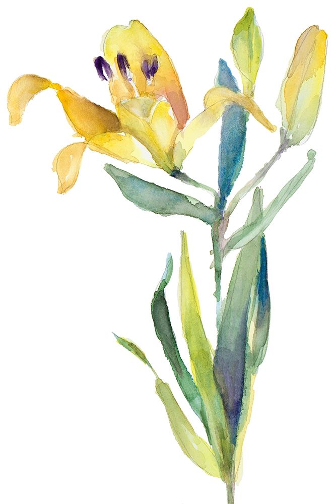Yellow Lily art print by Lanie Loreth for $57.95 CAD