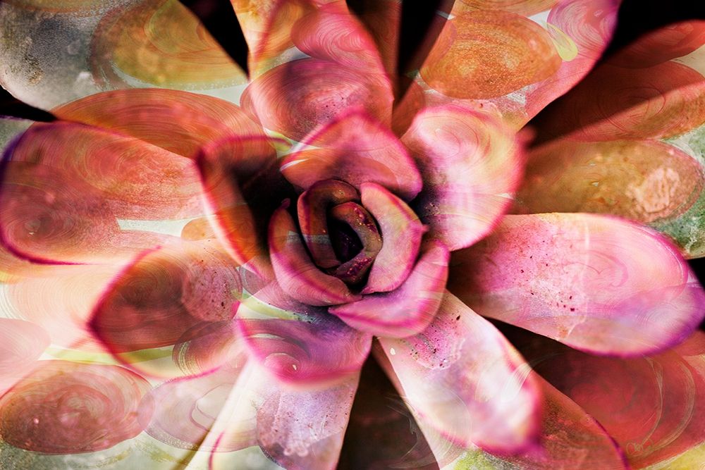 Painted Succulent art print by Nola James for $57.95 CAD
