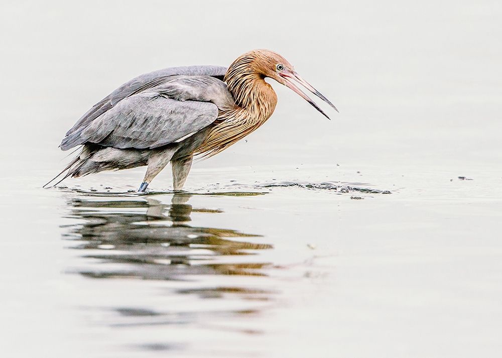 Reddish Egret art print by Shelley Lake for $57.95 CAD