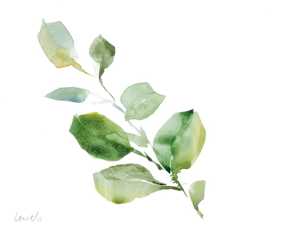 Clematis Leaf Branch art print by Lanie Loreth for $57.95 CAD