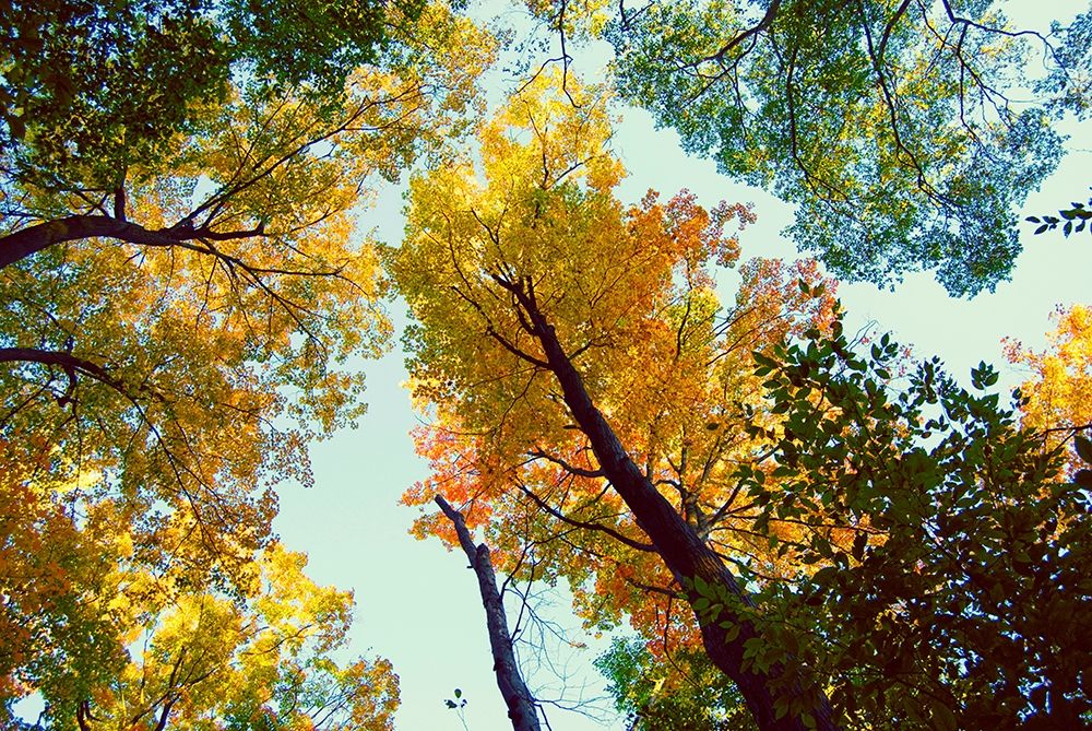Looking Up art print by Kali Wilson for $57.95 CAD
