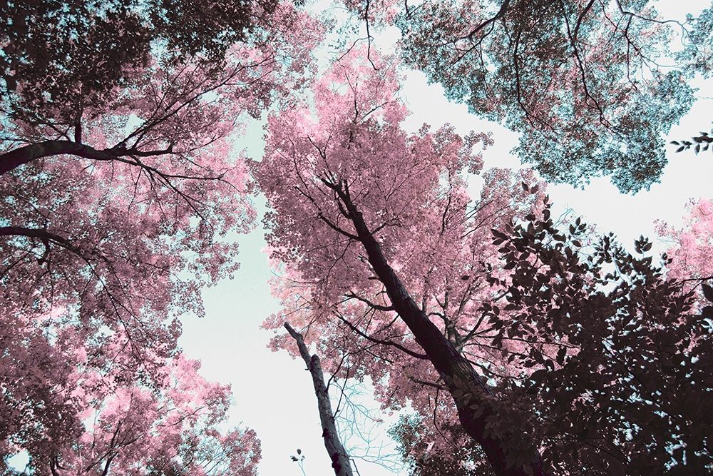 Blooming Cherry Blossom art print by Kali Wilson for $57.95 CAD