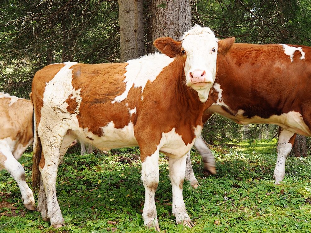 Swiss Cows art print by JB Hyler for $57.95 CAD