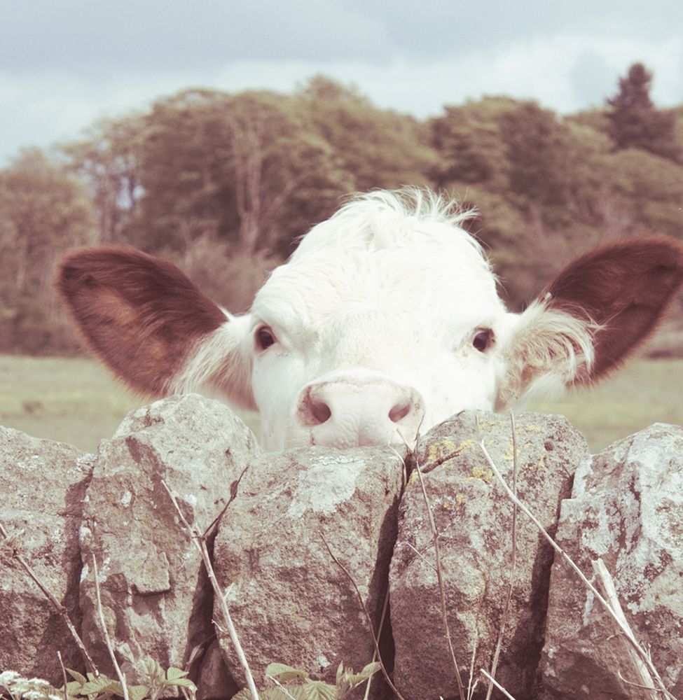 Peek-a-Boo Cow art print by JB Hyler for $57.95 CAD