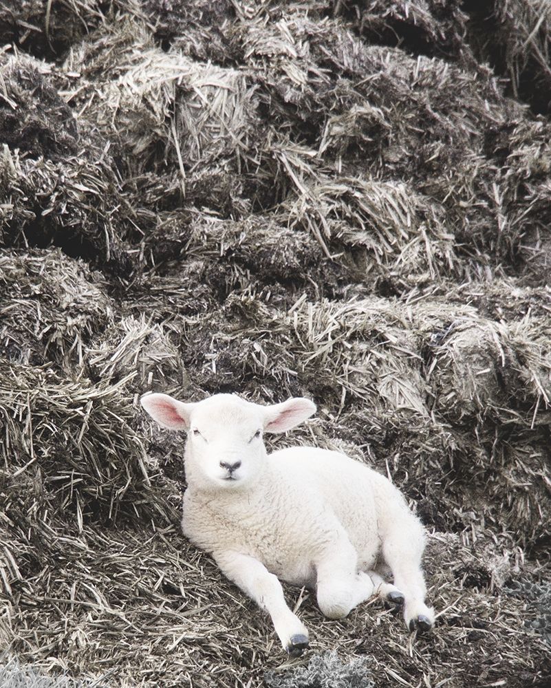 Sheep Vibes art print by JB Hyler for $57.95 CAD