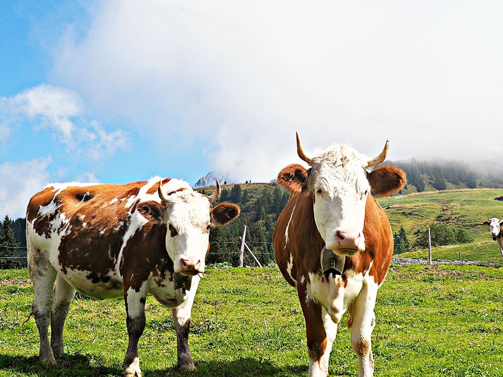 Country Cows art print by JB Hyler for $57.95 CAD