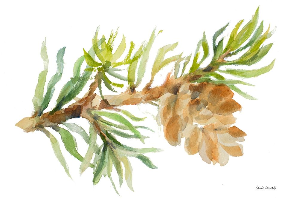 Fir Tree Branch and Cone art print by Lanie Loreth for $57.95 CAD
