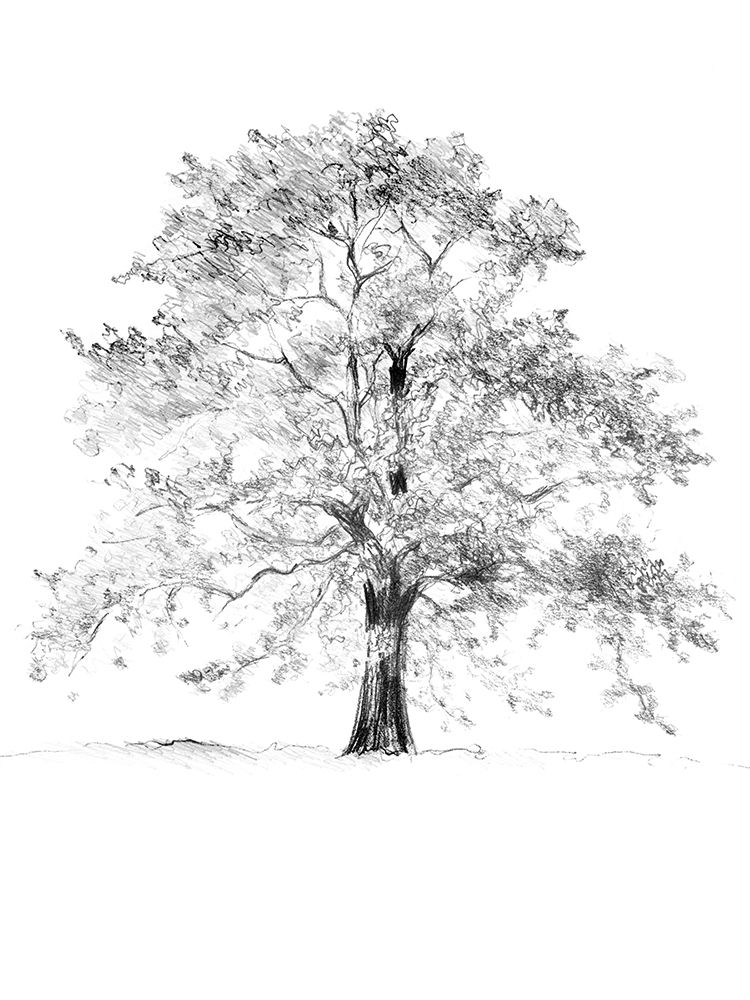 Tree II art print by Lanie Loreth for $57.95 CAD