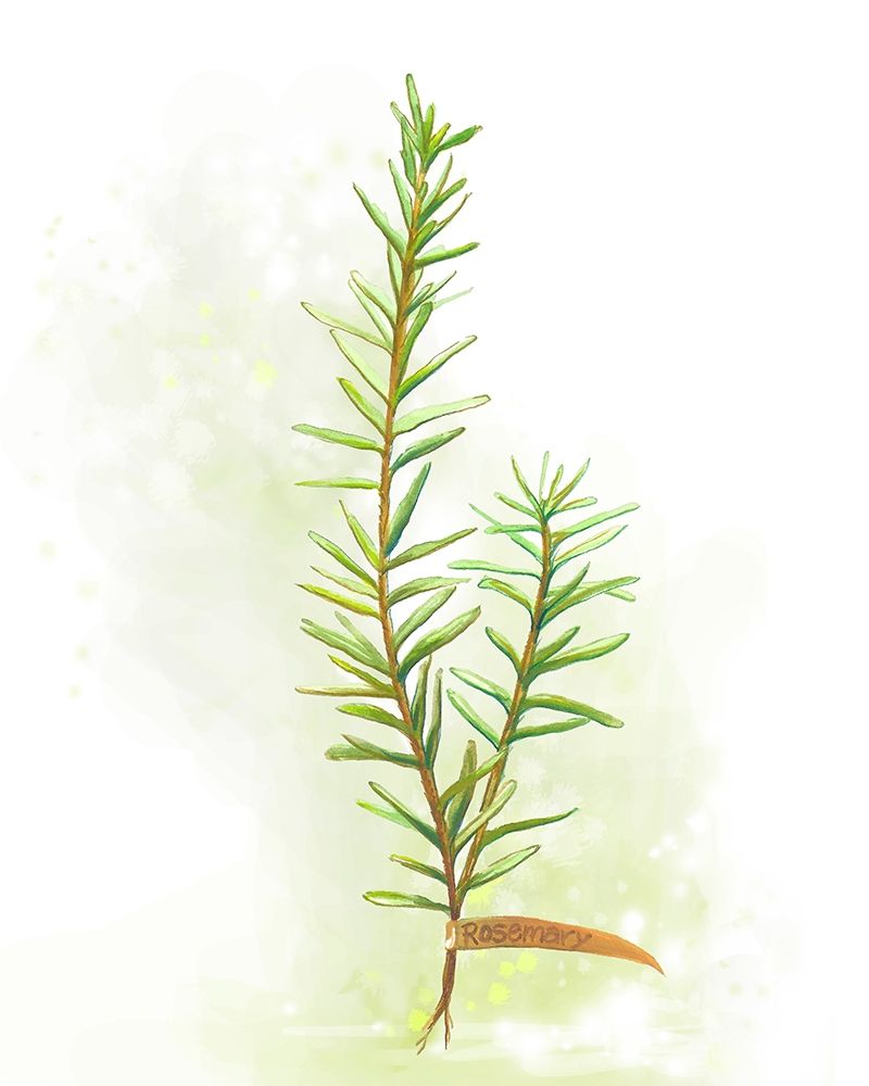 Fresh Herbs II art print by Diannart for $57.95 CAD