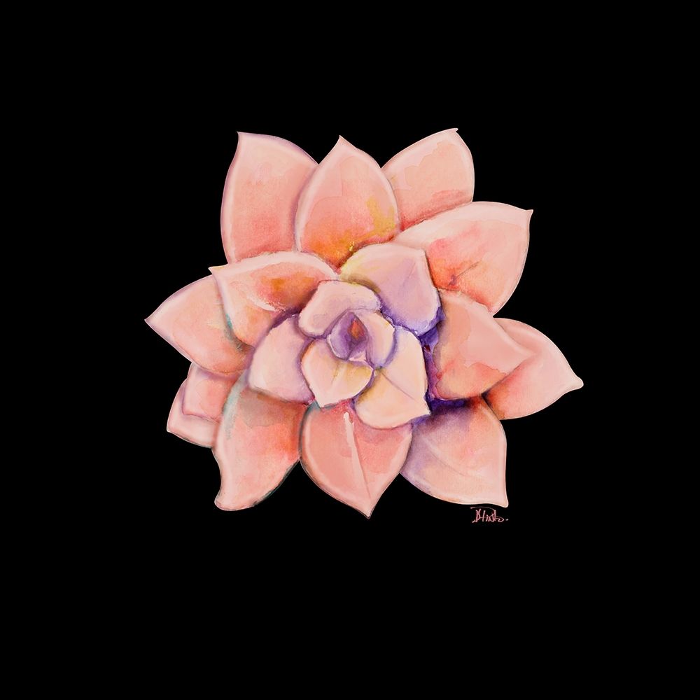 Peach Succulent on Black art print by Patricia Pinto for $57.95 CAD