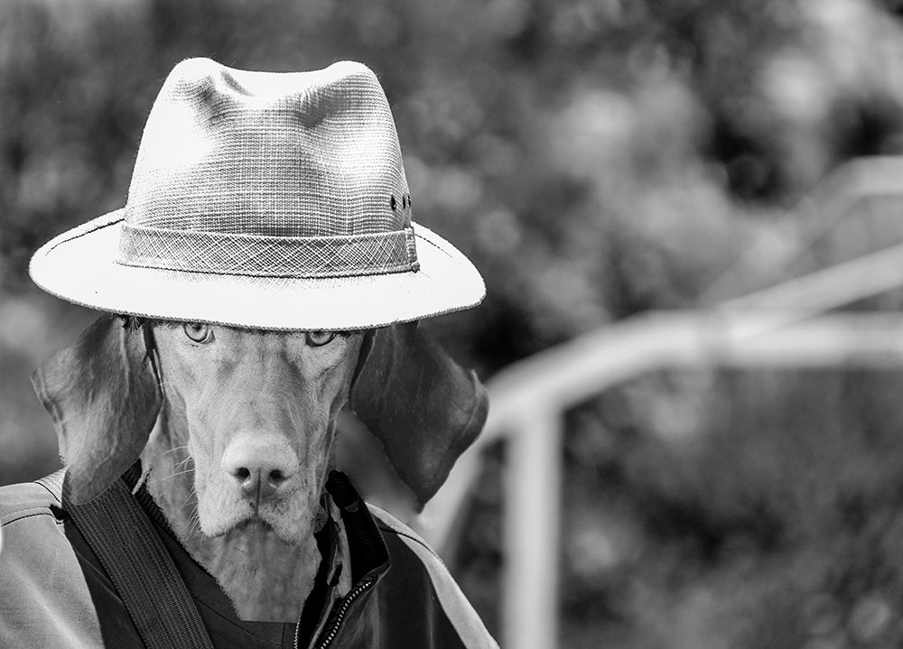 Cowboy Dog art print by SD Graphics Studio for $57.95 CAD