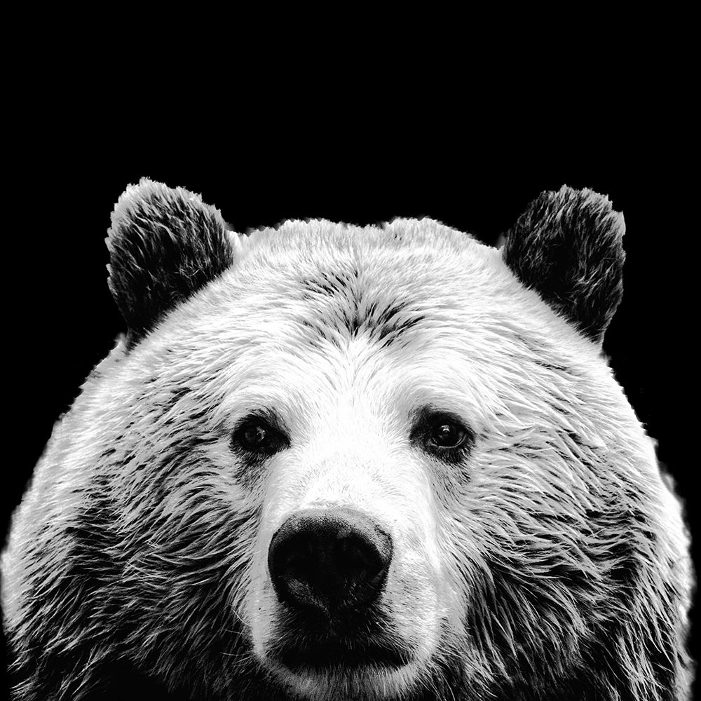 Furry Friends On Black I art print by SD Graphics Studio for $57.95 CAD
