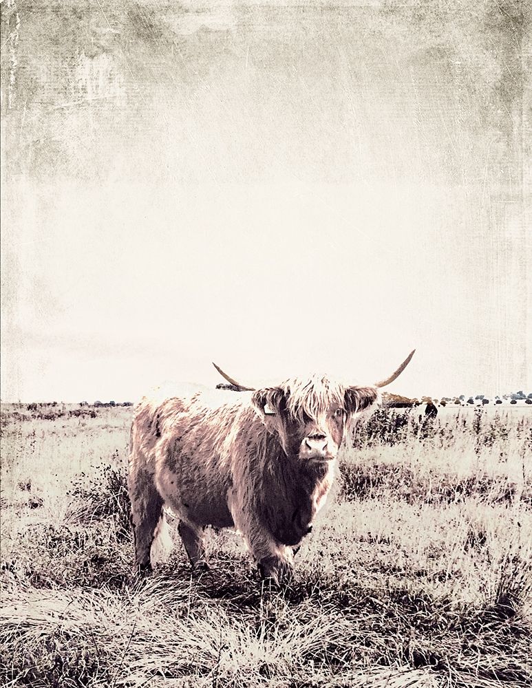 Vintage Highland Cattle art print by SD Graphics Studio for $57.95 CAD