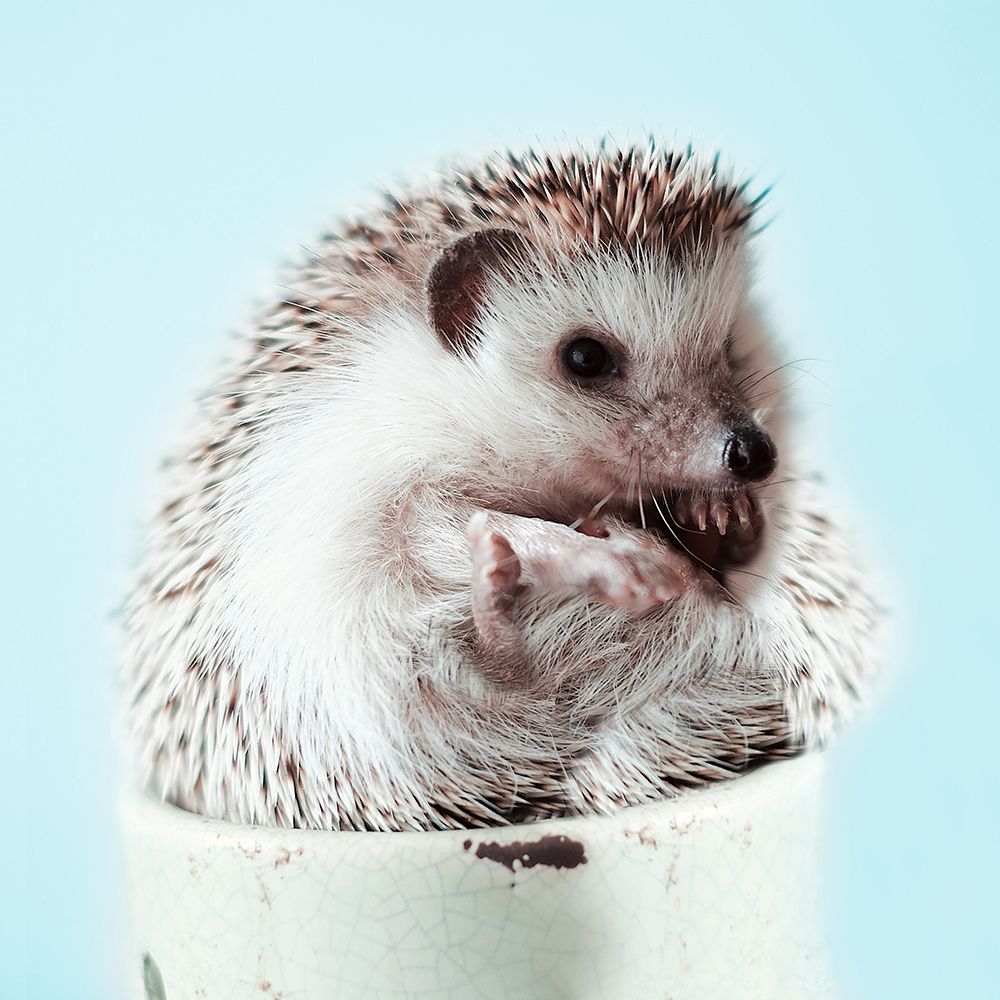 Hedgehog In A Cup art print by SD Graphics Studio for $57.95 CAD