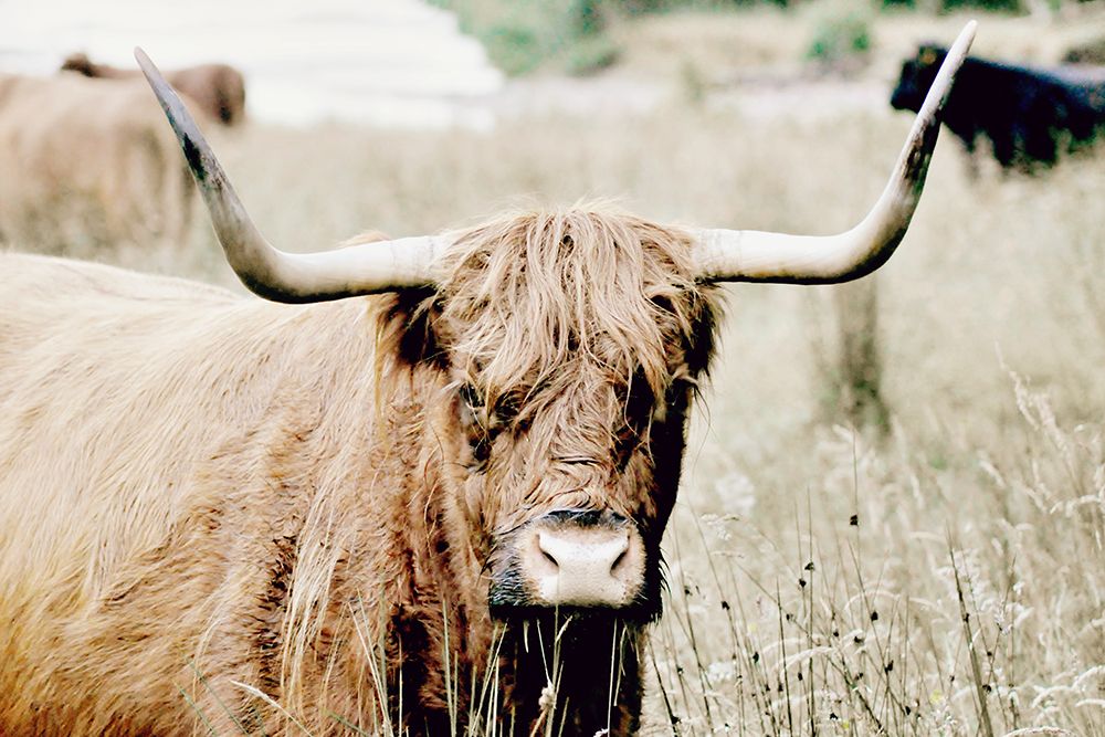 Bull Portrait art print by SD Graphics Studio for $57.95 CAD