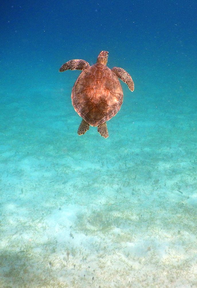 View from Below I art print by Kathy Mansfield for $57.95 CAD