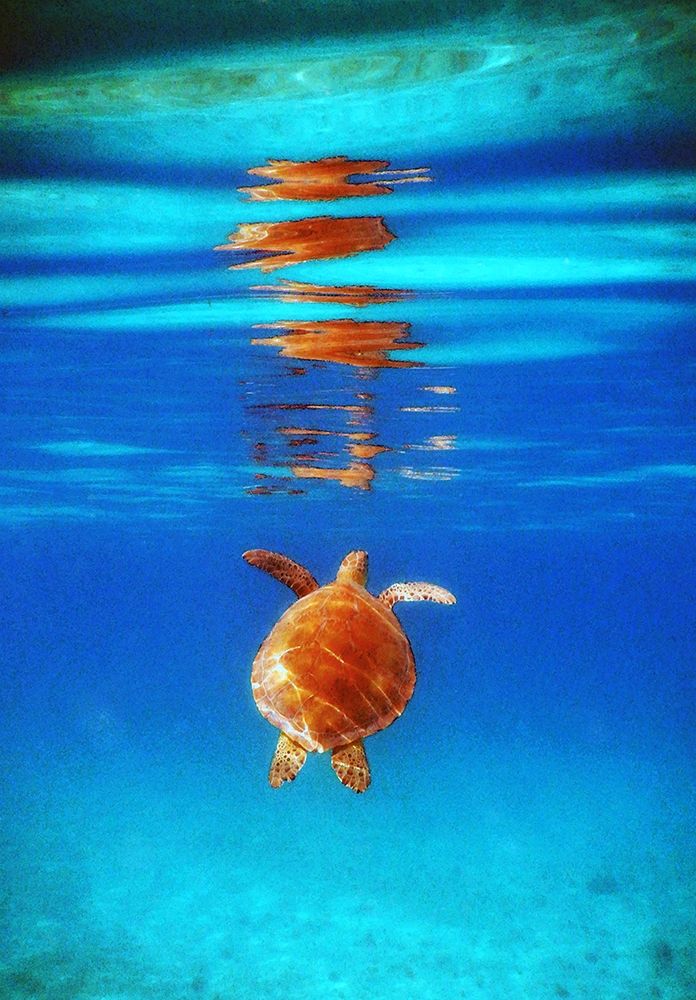 View from Below II art print by Kathy Mansfield for $57.95 CAD