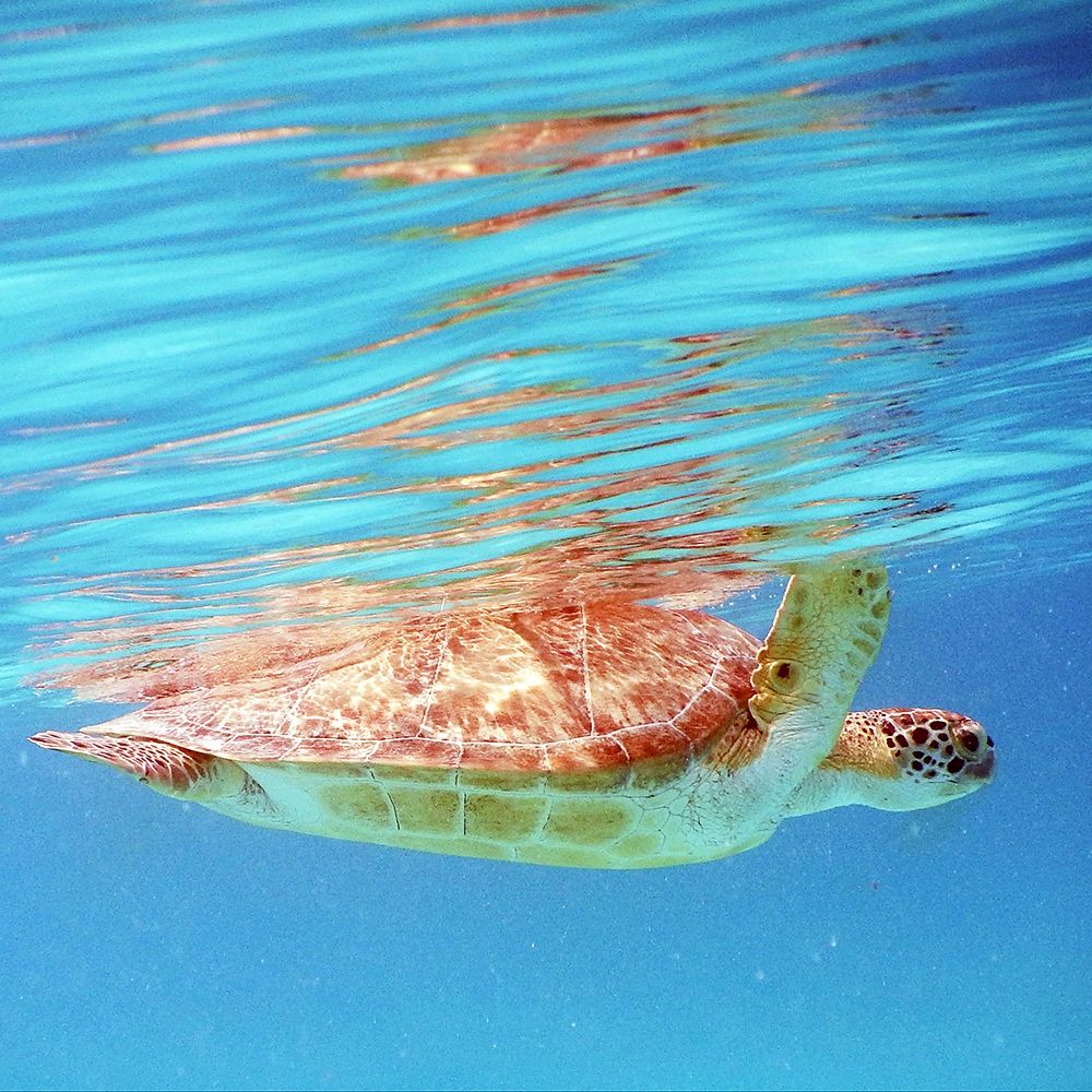 Underwater Depths I art print by Kathy Mansfield for $57.95 CAD