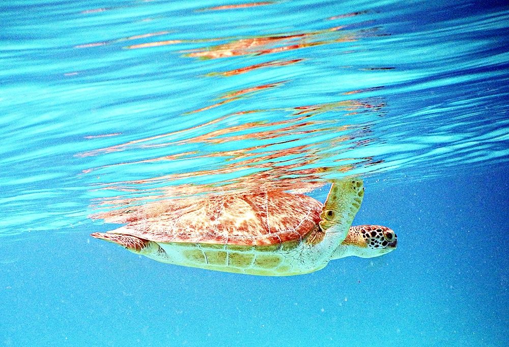 Underwater Depths I art print by Kathy Mansfield for $57.95 CAD