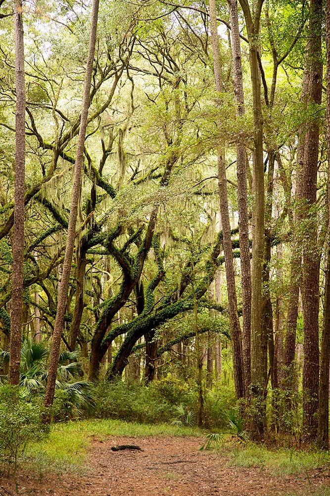 Grand Forest I art print by Kathy Mansfield for $57.95 CAD
