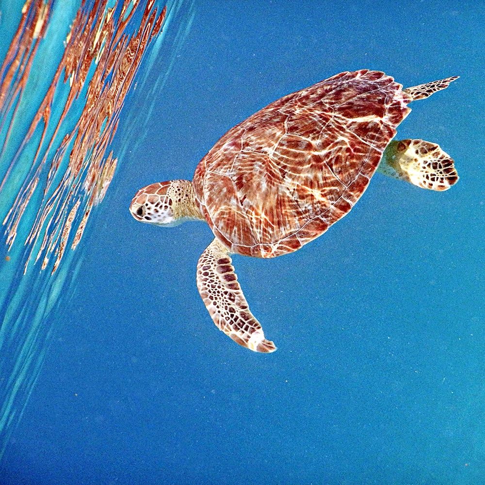 Underwater Depths II art print by Kathy Mansfield for $57.95 CAD