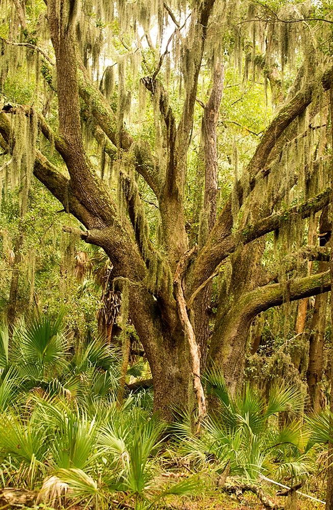 Grand Forest II art print by Kathy Mansfield for $57.95 CAD