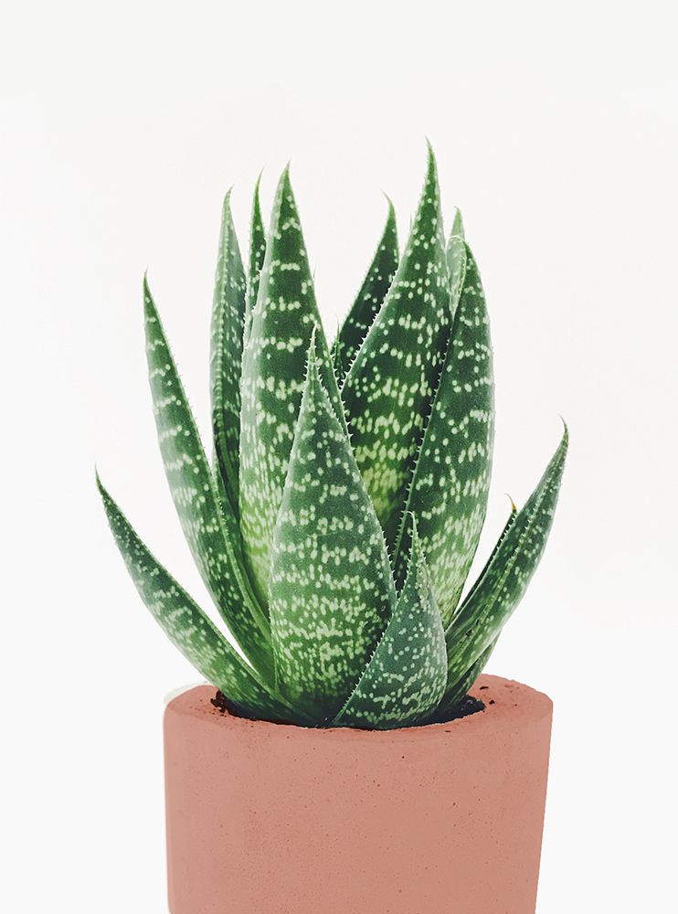 Fern In Terra Cotta Pot art print by SD Graphics Studio for $57.95 CAD