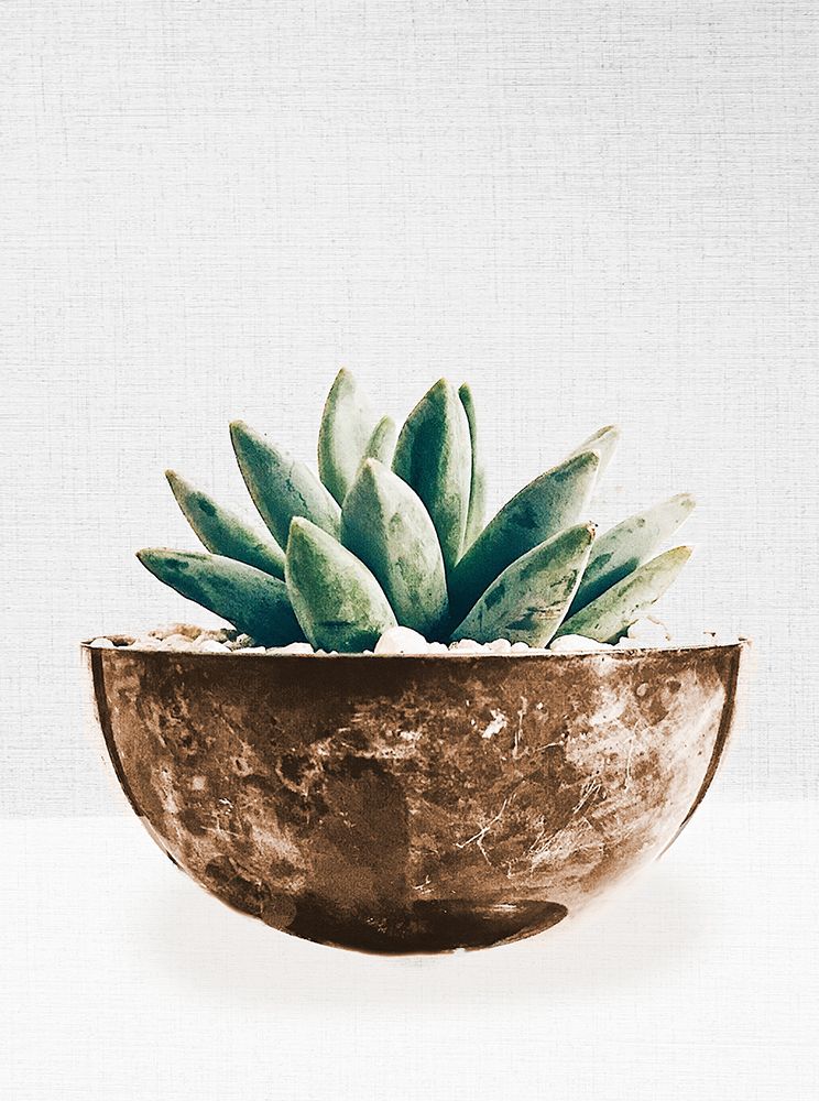 Succulent in Gold Pot II art print by SD Graphics Studio for $57.95 CAD