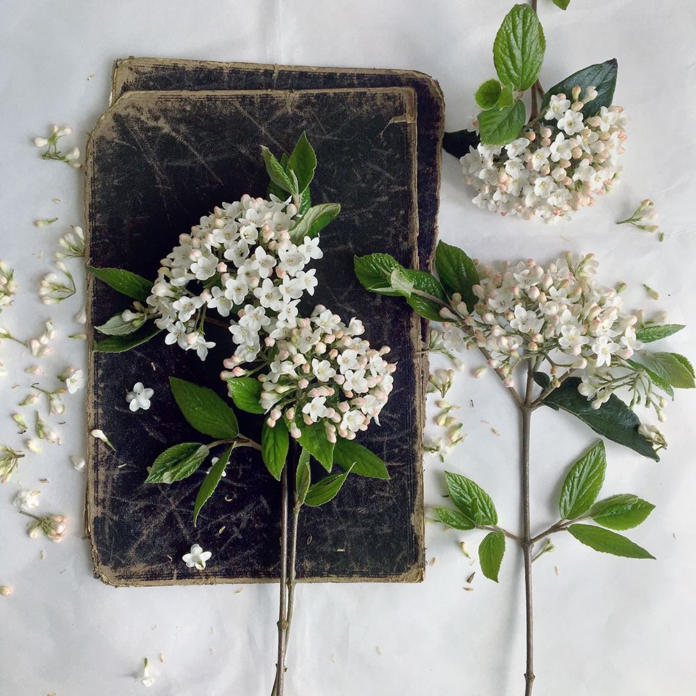 Read in the Garden Square art print by sarah Gardner for $57.95 CAD