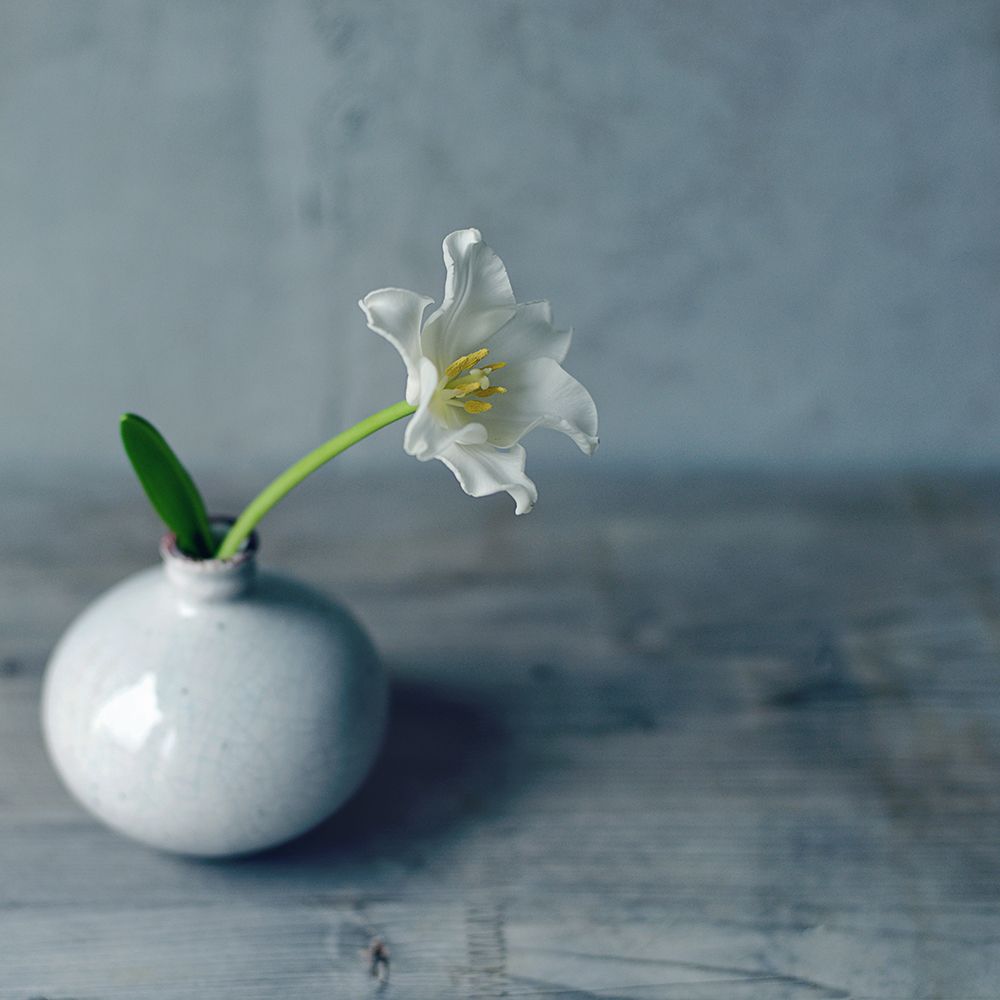 Single Bloom art print by Sarah Gardner for $57.95 CAD