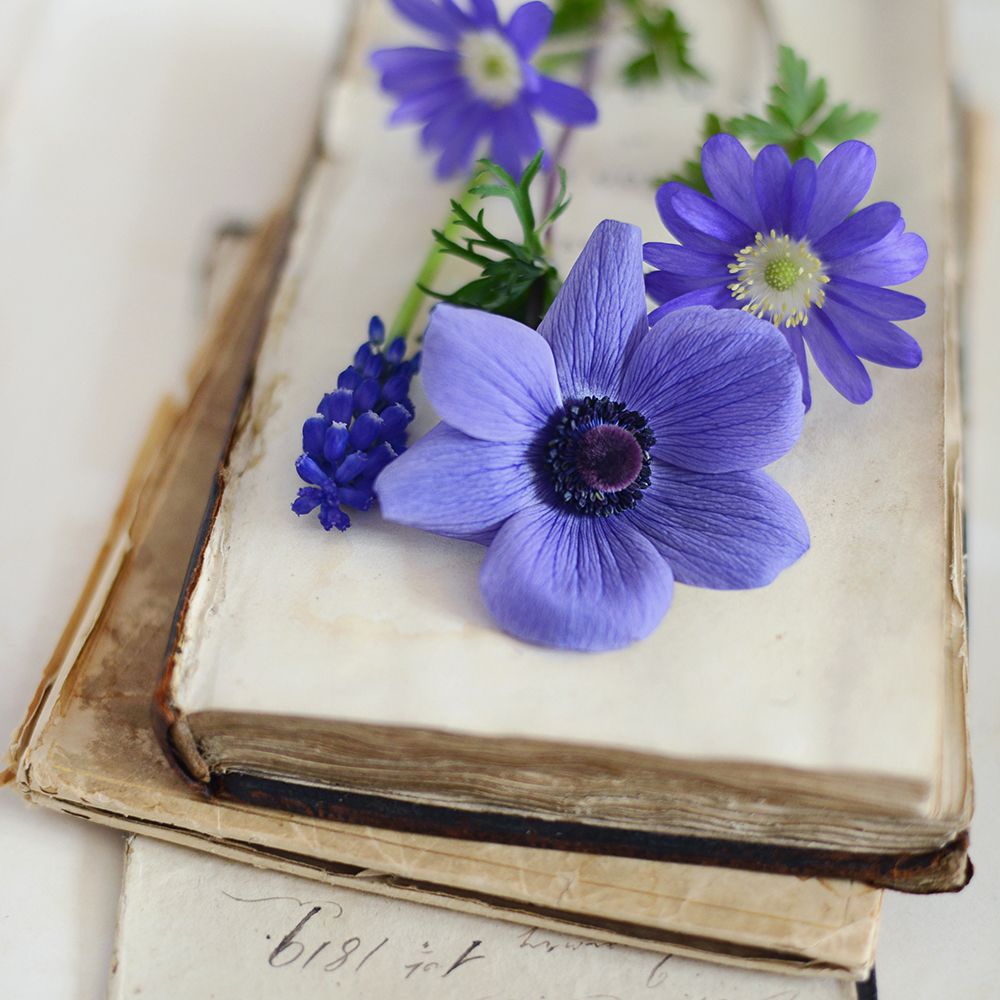 Blissful Blooms Close Up art print by Sarah Gardner for $57.95 CAD