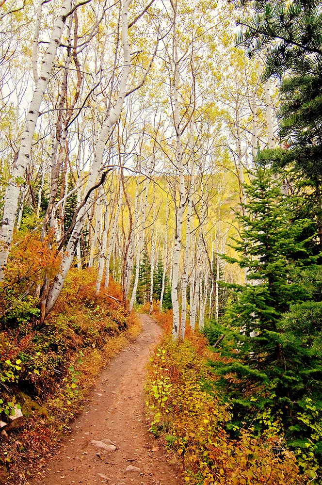 Walk In Christ art print by Bruce Nawrocke for $57.95 CAD