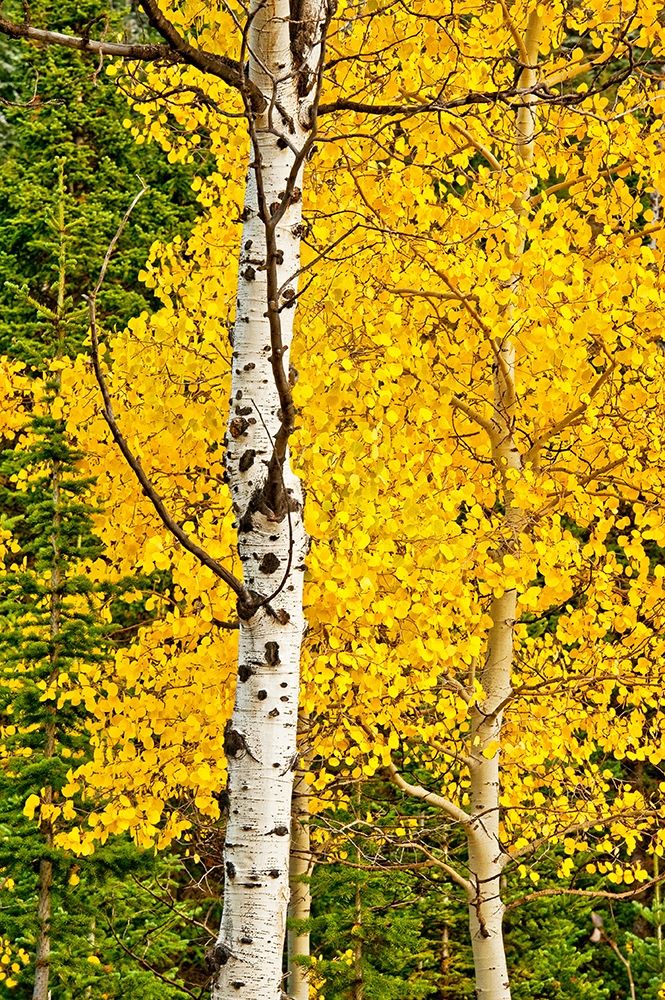 Sunny Blooms art print by Bruce Nawrocke for $57.95 CAD
