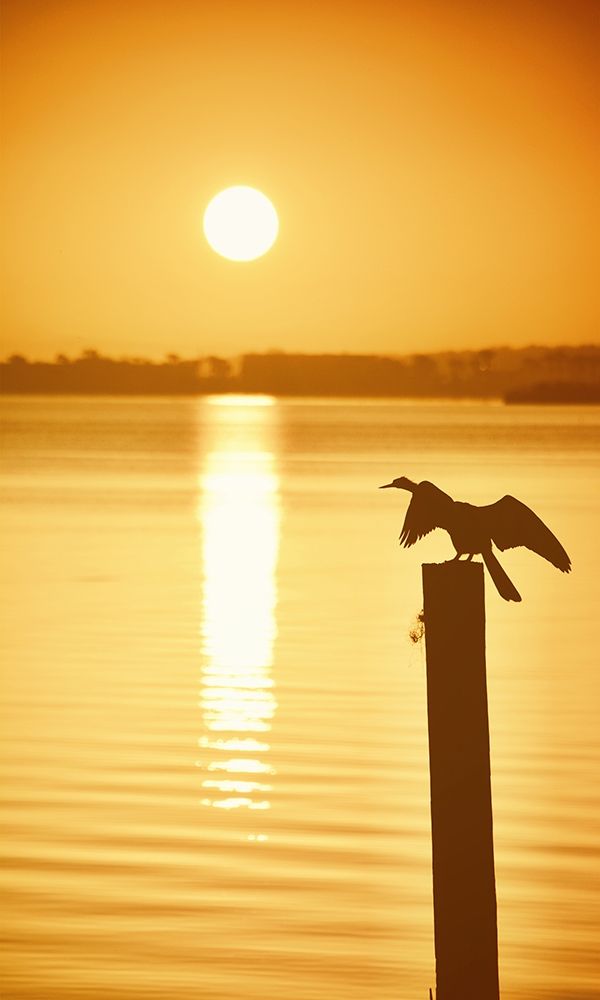 Bird Watch on the Lake art print by Debbie ODell for $57.95 CAD