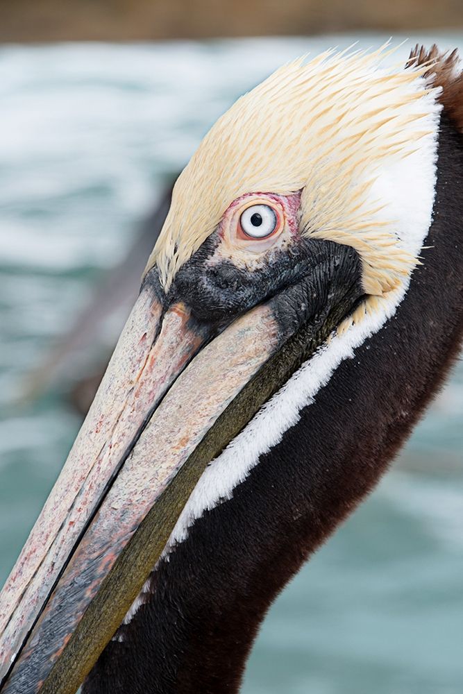 Bayside Pelican art print by Debbie ODell for $57.95 CAD