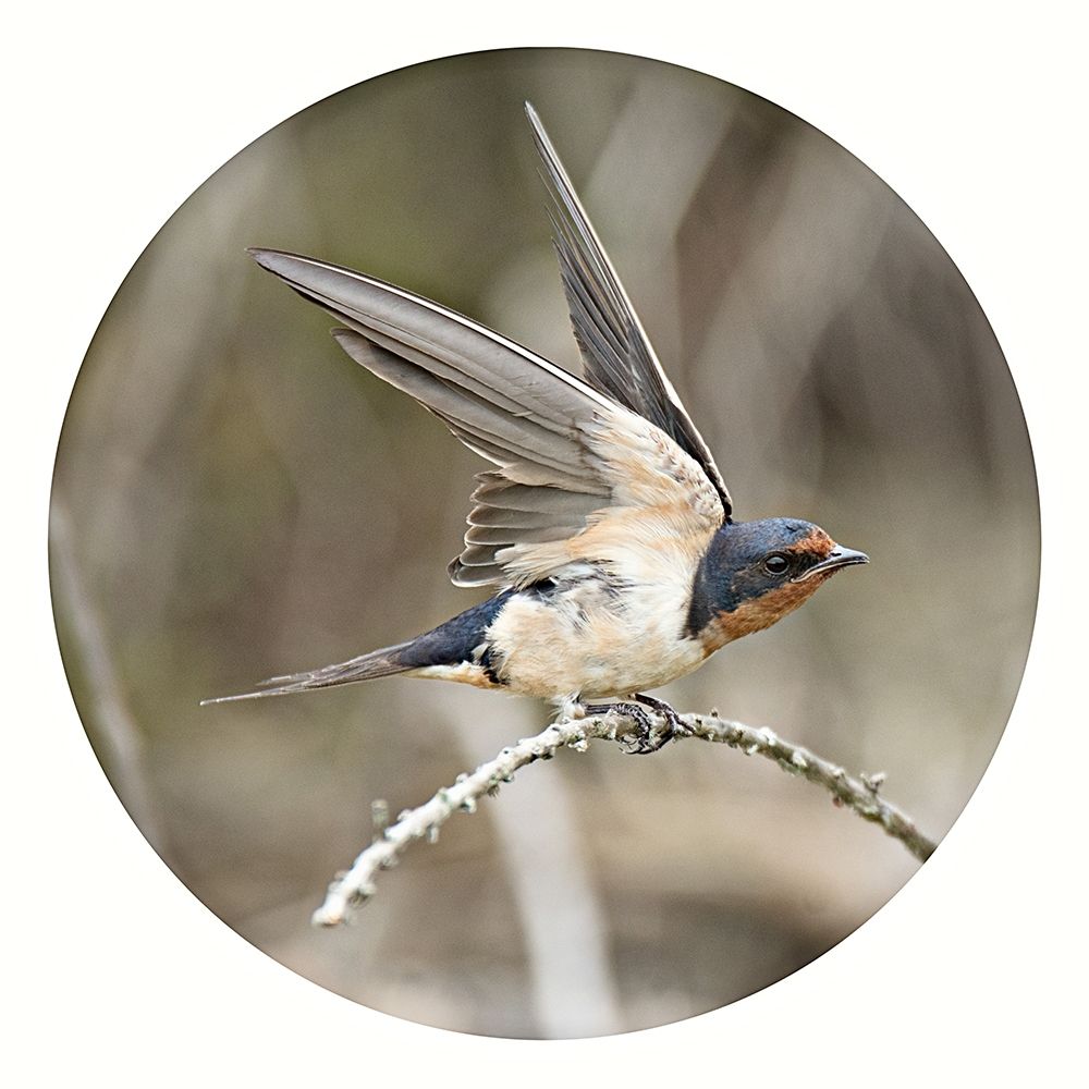 Ready Set Fly art print by Debbie ODell for $57.95 CAD