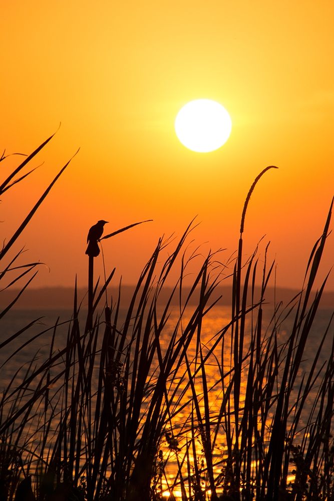 Sunset on the Lake II art print by Debbie ODell for $57.95 CAD